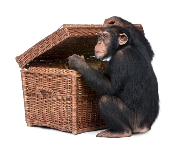 Young Chimpanzee looking into a chest — Stock Photo, Image