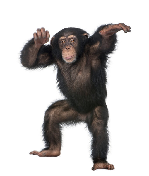 Молодой шимпанзе танцует

