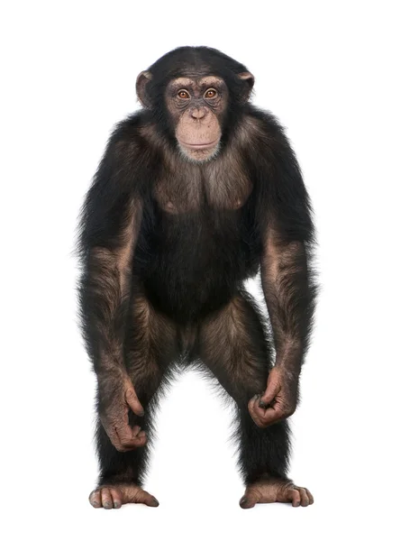 年轻黑猩猩站起来像人类-Simia 穴居 (5 — 图库照片