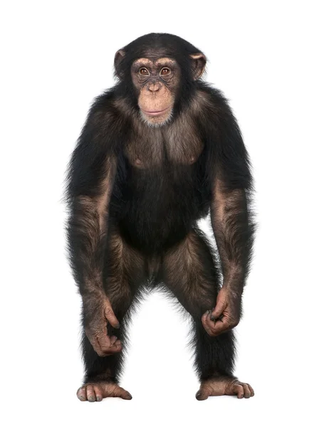 Young χιμπατζής όρθιος σαν ανθρώπινη - ΣΗΜΕΙΑ troglodytes (5 — Φωτογραφία Αρχείου