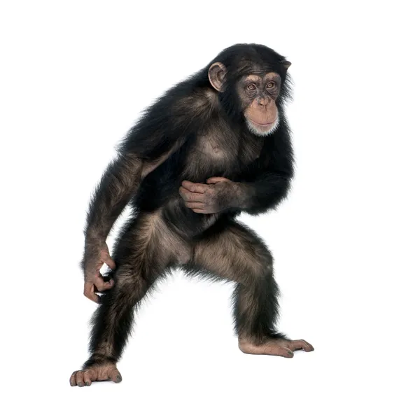 Młody szympans, simia troglodytów, 5 lat, stojąc w fr — Zdjęcie stockowe