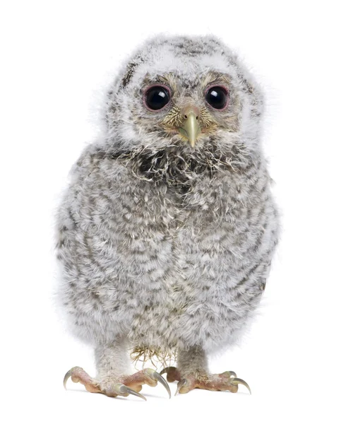 Baby Little Owl Athene noctua (4 minggu) ) — Stok Foto