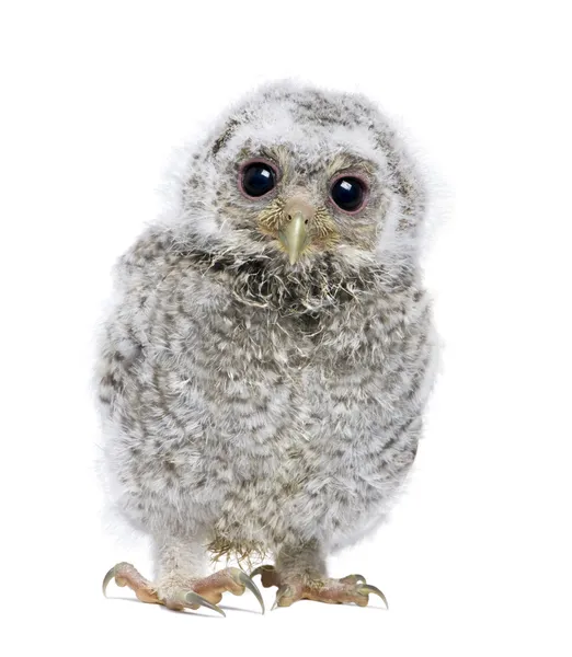 Front view of a owlet looking at the camera - Athene noctua (4 w — Stock Photo, Image