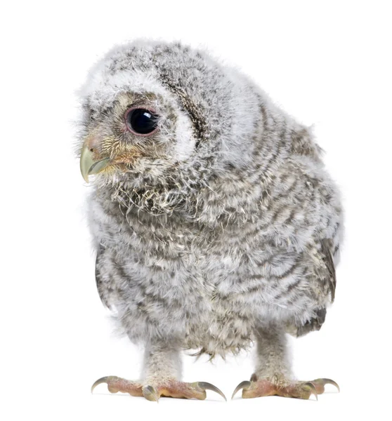 Owlet - Athene noctua (4 weken oud) — Stockfoto