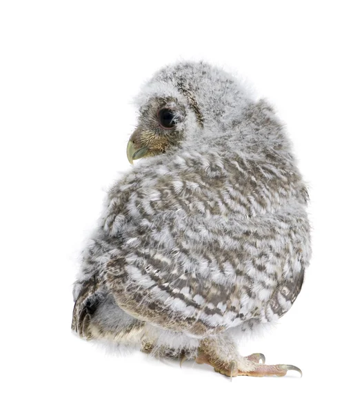 Baby Little Owl, 4 semanas, Athene noctua, na frente de um branco — Fotografia de Stock