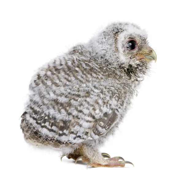 Baby Little Owl, 4 недели, Athene noctua, перед белым — стоковое фото
