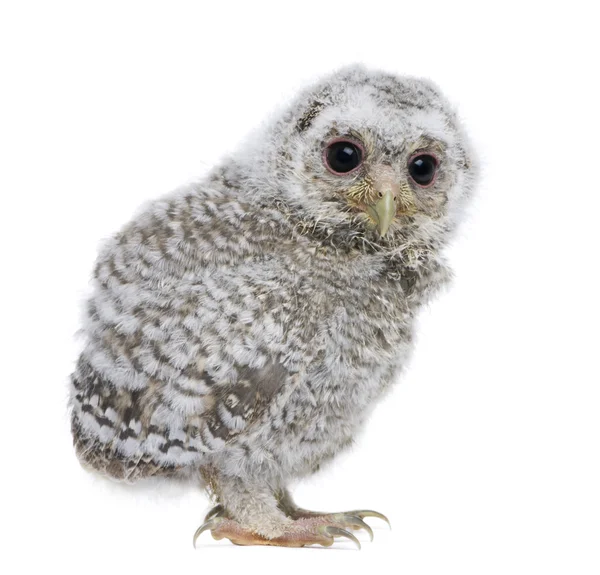 Zijaanzicht van een owlet - Athene noctua (4 weken oud) — Stockfoto