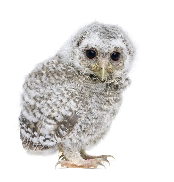 Owlet- Athene noctua (4 semanas ) — Fotografia de Stock