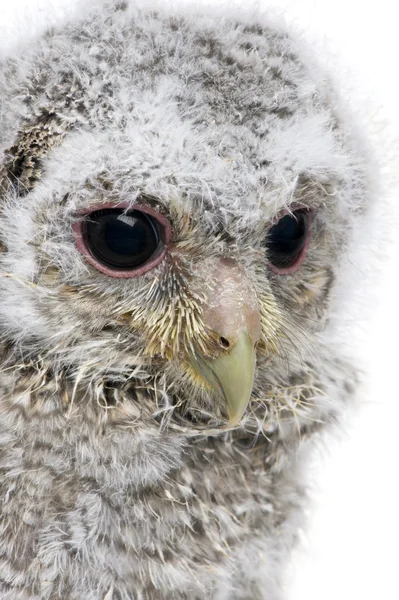 Bir owlet's head - athene noctua (4 hafta eski bir close-up) — Stok fotoğraf