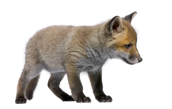 Red fox mládě, vulpes vulpes, 6 týdnů staré, stojící, studio záběr — Stock fotografie
