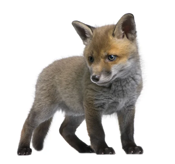 Filhote de raposa vermelha (6 semanas de idade) - Vulpes vulpes — Fotografia de Stock