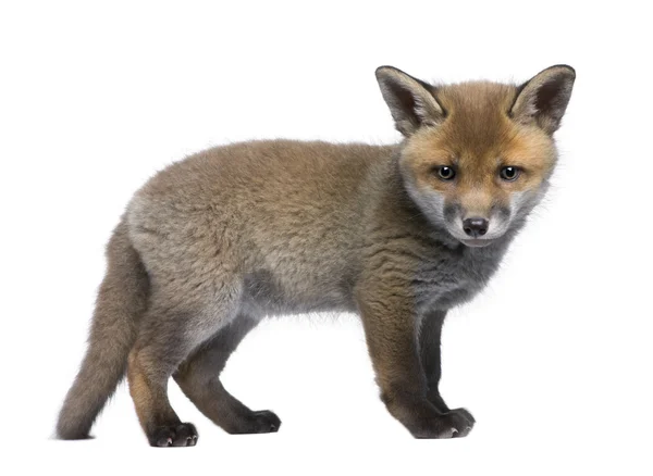 Red fox cub, Vulpes vulpes, 6 weeks old, standing in front of wh — Stock Photo, Image