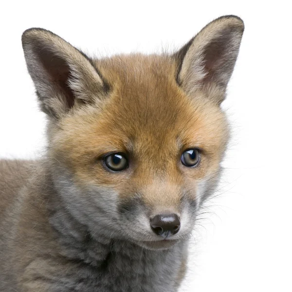 Primer plano de la cabeza de un cachorro de zorro rojo (6 semanas de edad) - Vulpes vulpes —  Fotos de Stock