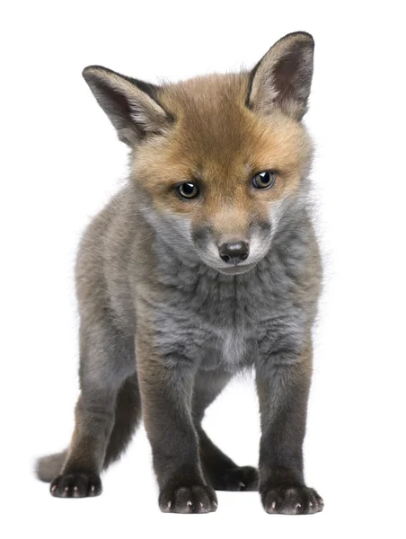 赤狐カブ (6 週古い)-ホンドギツネ キツネ属 — ストック写真