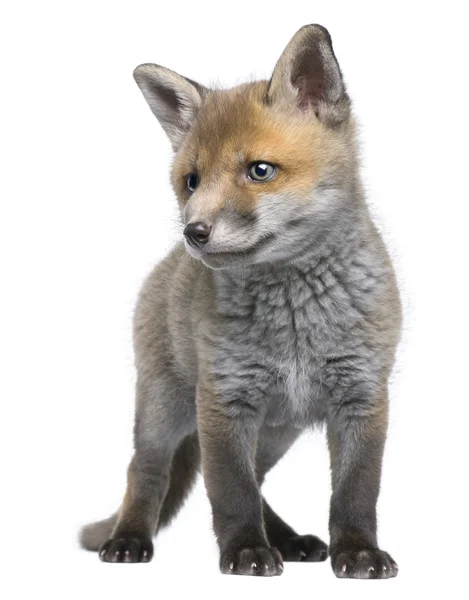 红狐狸崽，6 周老，狐狸狐狸，在白色背景前 — 图库照片