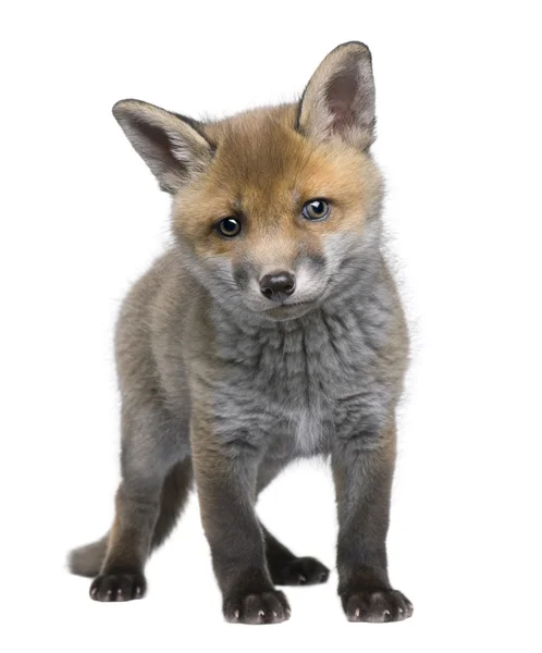 Red fox mládě (6 týdnů)-Vulpes vulpes — Stock fotografie