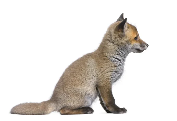Vista lateral de um filhote de raposa vermelha (6 semanas de idade) - Vulpes vulpes — Fotografia de Stock