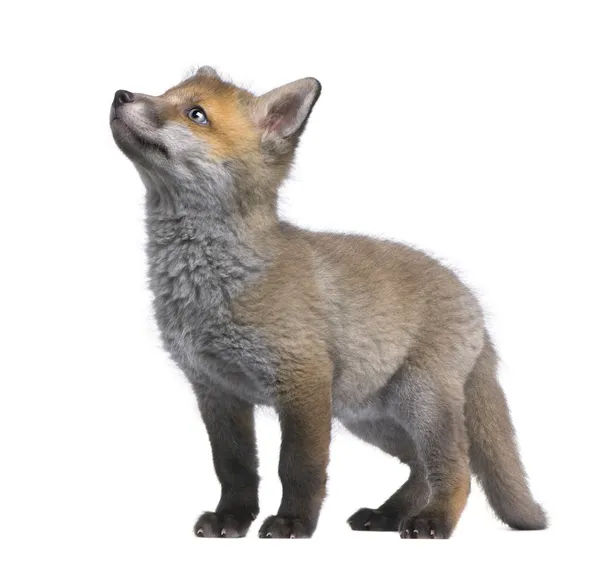 Κόκκινη αλεπού cub κοιτώντας ψηλά (6 εβδομάδων)-Vulpes vulpes — Φωτογραφία Αρχείου