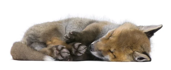 赤狐カブ (6 週古い)-ホンドギツネ キツネ属 — ストック写真