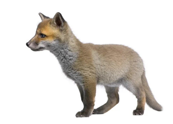 Filhote de raposa vermelha (6 semanas de idade) - Vulpes vulpes — Fotografia de Stock