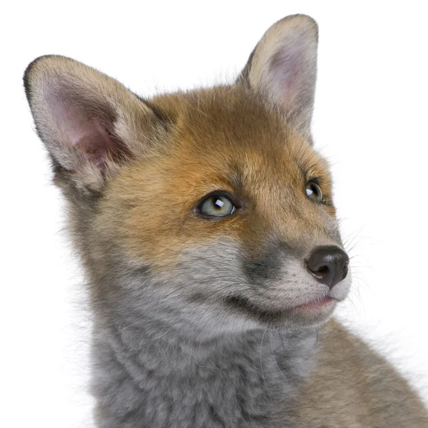 Cachorro de zorro rojo (6 semanas de edad) - Vulpes vulpes —  Fotos de Stock