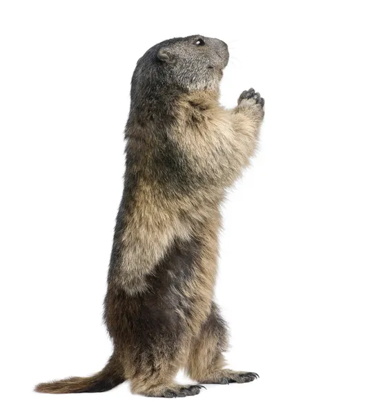 Murmeltier - marmota marmota (4 Jahre alt)) — Stockfoto
