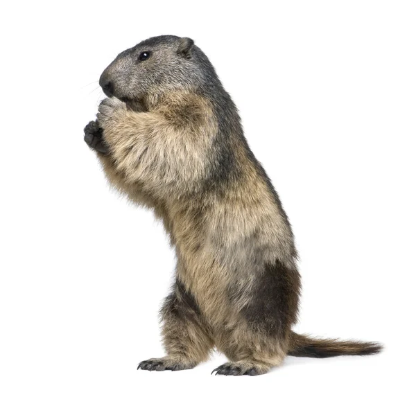 Alpine Marmot - Marmota marmota (4 years old) — Stock Photo, Image