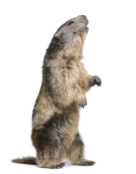 Świstak - Marmota marmota (4 lat) — Zdjęcie stockowe