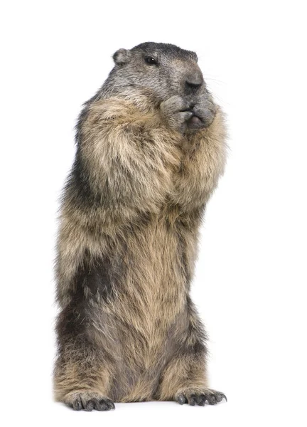 アルパイン マーモット - Marmota marmota (4 歳) — ストック写真