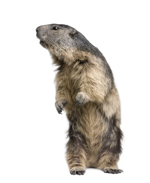 Marmotta alpina - Marmota marmota (4 anni ) — Foto Stock