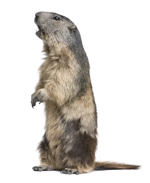 Alpenmarmot - Marmota marmota (4 jaar oude) — Stockfoto