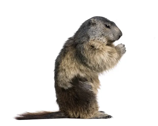 Alpenmarmot, marmota marmota, zitten 4 jaar oud, in de voorkant van — Stockfoto