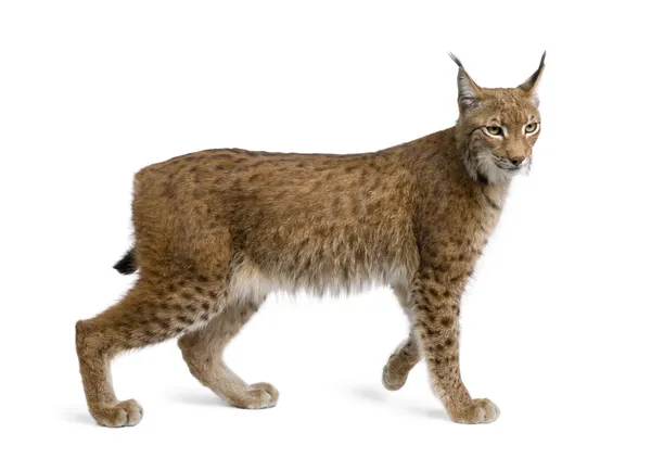Eurasian Lynx, lynx lynx, 5 anos, de pé, tiro de estúdio — Fotografia de Stock