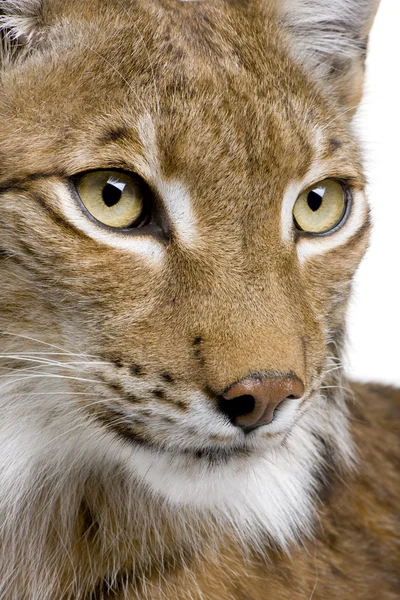 Primer plano de la cabeza de un lince eurasiático - Lynx lynx (5 años) ) — Foto de Stock