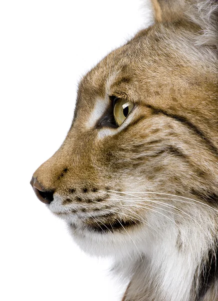 Primer plano de la cabeza de un lince eurasiático - Lynx lynx (5 años) ) —  Fotos de Stock