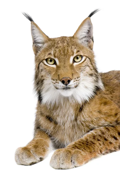 Eurasiska lodjur - Lynx lynx (5 år gammal) — Stockfoto