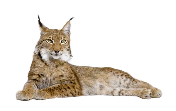 ユーラシア リンクス ・ Lynx lynx (5 歳) — ストック写真