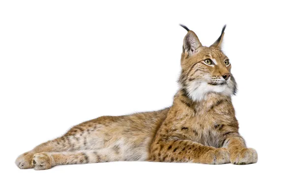 Eurázsiai hiúz - Lynx lynx (5 éves korig) — Stock Fotó