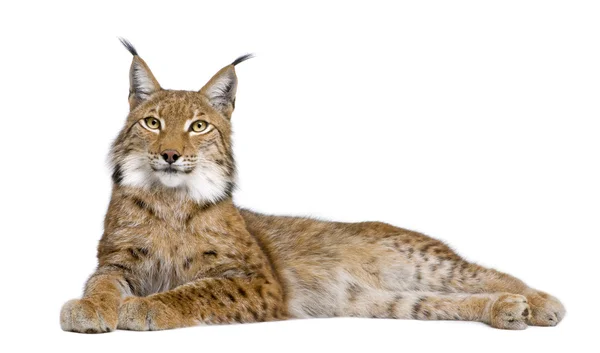 Eurasian Lynx - Lynx lynx (5 anos ) — Fotografia de Stock