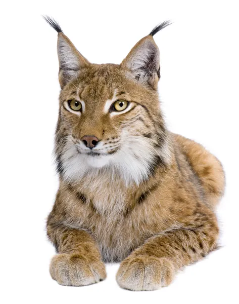 オオヤマネコ lynx は、白い背景の前で、5 歳ヨーロッパオオヤマネコ — ストック写真