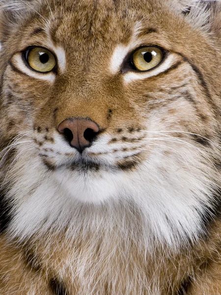 Close-up de Eurasian Lynx, Lynx lynx, 5 anos — Fotografia de Stock