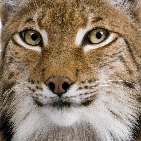 Крупный план Eurasian Lynx, рысь, 5 лет — стоковое фото