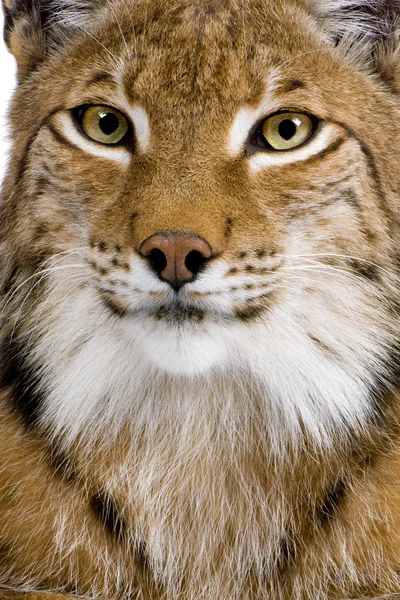 Primer plano de la cabeza de un lince eurasiático - Lynx lynx (5 años) ) —  Fotos de Stock