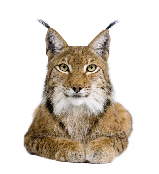 Eurasian Lynx - Lynx lynx (5 años) ) — Foto de Stock