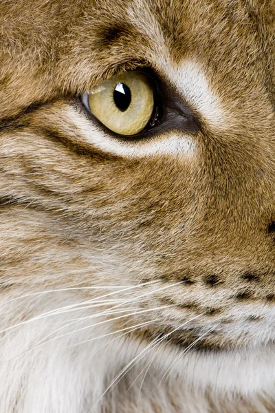 Рись Євразійська - Lynx lynx (5 років) — стокове фото