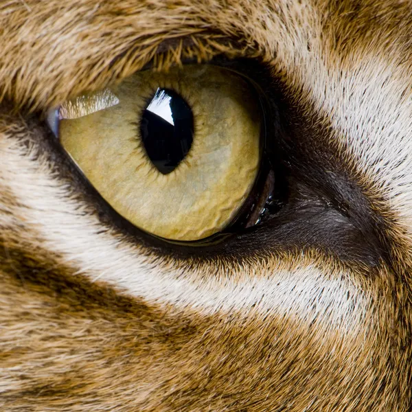 Primer plano del ojo de un felino - Lince euroasiático - Lince de lince (5 años o —  Fotos de Stock