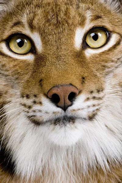 Κοντινό πλάνο του Ευρασιατικός λύγκας ένα κεφάλι - lynx lynx (5 ετών) — Φωτογραφία Αρχείου