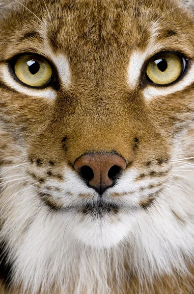 Close-up da cabeça de um lince eurasiano Lynx lynx (5 anos ) — Fotografia de Stock