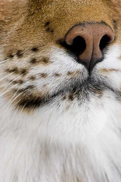 猫の鼻 - ヨーロッパオオヤマネコ - オオヤマネコ lynx （5 年間にクローズ アップ — ストック写真