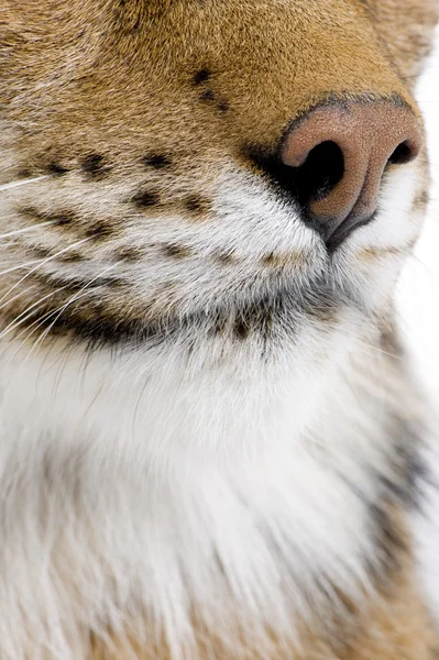 Eurasian Lynx - Lynx lynx (5 anos ) — Fotografia de Stock